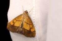 Evergestis limbata