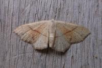 Cyclophora punctaria