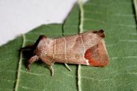 Clostera curtula