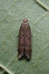 Scrobipalpa