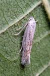 Ptocheuusa inopella