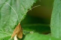 Nematopogon swammerdamella