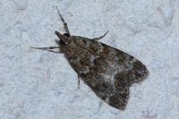 Eudonia mercurella