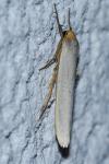 Eilema caniola
