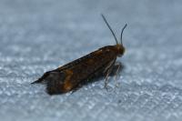 Apodia bifractella
