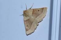Crocallis elinguaria