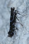 Parectopa ononidis