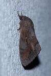 Dendrolimus pini