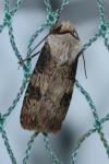 Agrotis puta