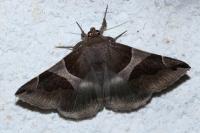 Dysgonia algira