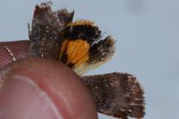 Noctua janthe