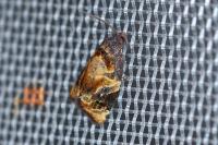 Ditula angustiorana