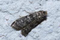 Dioryctria simplicella