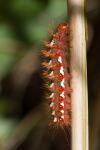 Acronicta rumicis
