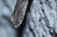 Swammerdamia pyrella