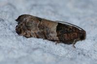 Gypsonoma aceriana