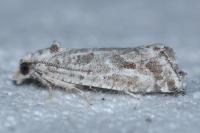 Lobesia helichrysana