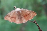 Cyclophora punctaria