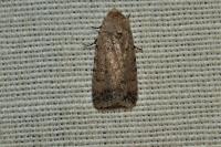 Caradrina clavipalpis