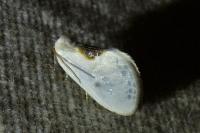 Cilix hispanica