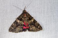 Catocala coniuncta