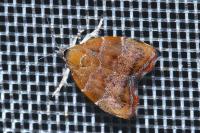 Choreutis nemorana