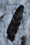 Cydia coniferana