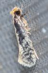 Monopis crocicapitella