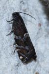 Cydia coniferana