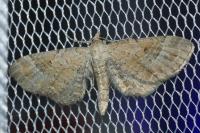 Eupithecia simpliciata