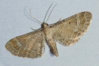 Eupithecia simpliciata