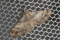 Gymnoscelis rufifasciata