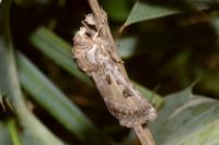 Agrotis ripae