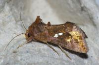 Chrysodeixis chalcites