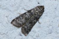 Dioryctria simplicella