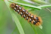 Acronicta rumicis