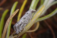 Lobesia helichrysana