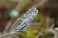 Lobesia helichrysana