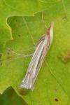 Ancylolomia tentaculella