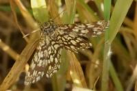 Chiasmia clathrata