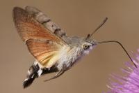 Macroglossum stellatarum