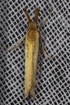 Pleurota aristella