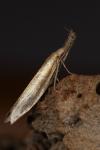 Pleurota aristella