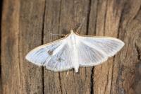 Palpita vitrealis