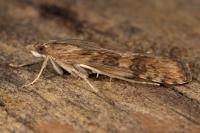 Nomophila noctuella