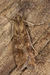 Nomophila noctuella