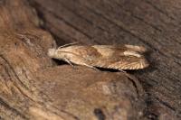 Eucosma conterminana