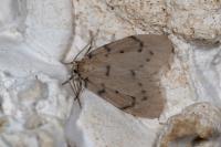 Paidia rica