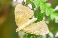 Camptogramma bilineata