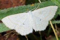 Scopula immutata